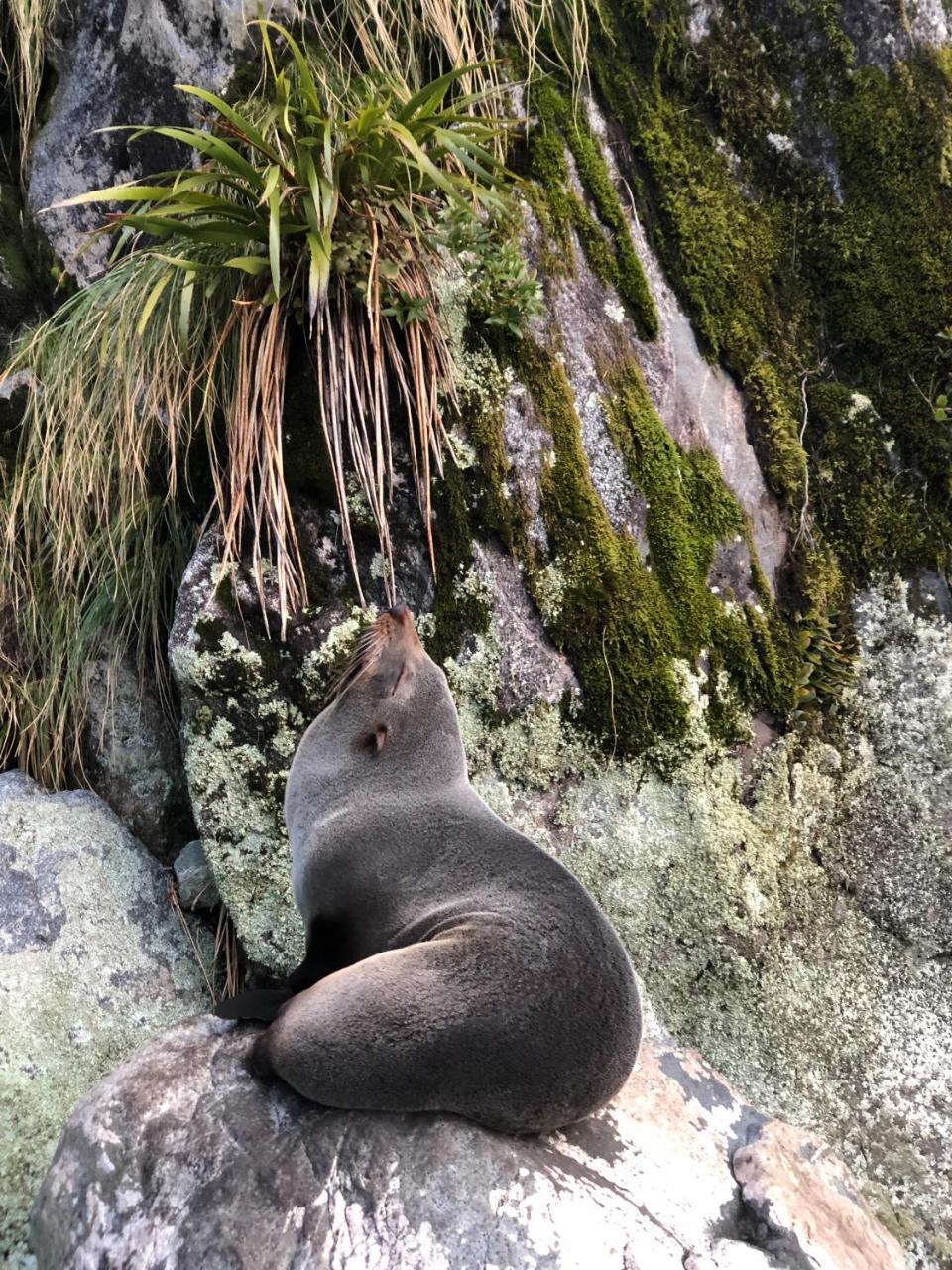 Milford Sound Overnight Cruise - Fiordland Discovery Eksteriør bilde